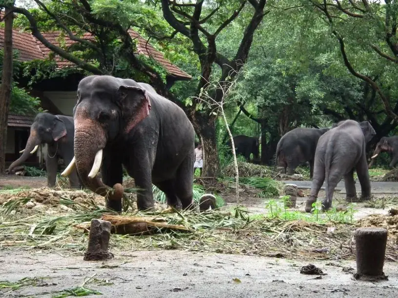 Kodanad Elephant Training Centre